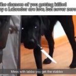 Be aware!! | The chances of you getting killed by a Labrador are low, but never zero | image tagged in mess with labbo you get stabbo | made w/ Imgflip meme maker