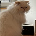 Morti the persian cat meme