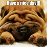 Have a great day everyone! | Have a nice day!!! | image tagged in sleepy shar pei puppy,have a nice day,puppy,dogs | made w/ Imgflip meme maker