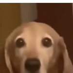 Offended doggo | MOM: WHAT DUMB YOUTUBER 
ARE YOU WATCHING NOW 
MY ZOOM TEACHER: | image tagged in offended doggo | made w/ Imgflip meme maker