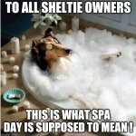 Spa day Sheltie | TO ALL SHELTIE OWNERS; THIS IS WHAT SPA DAY IS SUPPOSED TO MEAN ! | image tagged in sheltie in bath | made w/ Imgflip meme maker