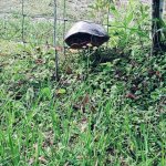 Turtle in the fence