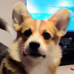 Surprised Corgi