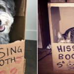 Kissing Booth Hissing Booth