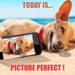 When Everything Is Coming Your Way...YOU'RE IN THE WRONG LANE ! | TODAY IS... PICTURE PERFECT ! | image tagged in memes beach lucky dog vacation | made w/ Imgflip meme maker