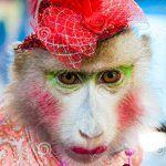 Monkee lady