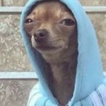 Dog in hoodie template