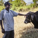Haiti Cow Template