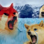 Crying doge compilation