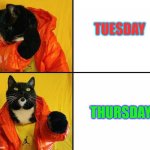 Kitty Drake | TUESDAY; THURSDAY | image tagged in kitty drake | made w/ Imgflip meme maker