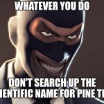 wow your'e actually reading the title | WHATEVER YOU DO DON'T SEARCH UP THE SCIENTIFIC NAME FOR PINE TREE | image tagged in tf2 spy face,haha yes,oh wow are you actually reading these tags,hope,you,have a good day | made w/ Imgflip meme maker