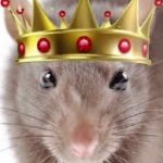 rat king