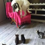 Dog afraid of kittens