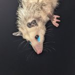 Sad Possum meme