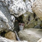 weasel hidding