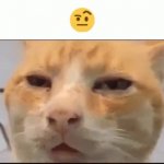 Raised eyebrow cat GIF Template