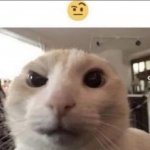 Raised eyebrow cat meme