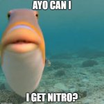 discord moment | AYO CAN I; I GET NITRO? | image tagged in do you fart | made w/ Imgflip meme maker