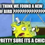 bird | I THINK WE FOUND A NEW SPECIES OF BIRD ???????????????????? YEAH PRETTY SURE ITS A CHICKEN??? | image tagged in gifs,bird | made w/ Imgflip video-to-gif maker