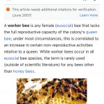 Worker bee Meme Generator - Imgflip