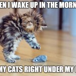 Woah man | WHEN I WAKE UP IN THE MORNING; TO MY CATS RIGHT UNDER MY FEET | image tagged in woaah | made w/ Imgflip meme maker
