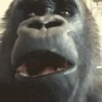 akward gorilla GIF Template