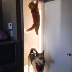 Cat hiding from dog