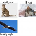 healthy cat ill cat meme