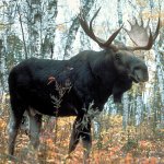 Slavic Moose