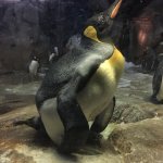 Buff penguin