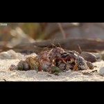Hermit Crab Row Shell