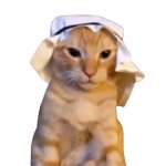 Habibi cat template