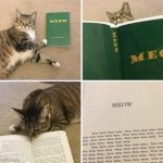 Cat reading meow book