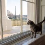 Senator Willow