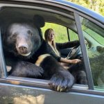 Bear on the road