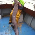 eel huge yuge