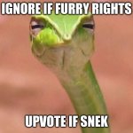 idgaf if its begging | IGNORE IF FURRY RIGHTS UPVOTE IF SNEK | image tagged in skeptical snake | made w/ Imgflip meme maker
