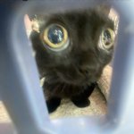 cat | there has never been a thought in this little cat's head | image tagged in wide eyed cat | made w/ Imgflip meme maker