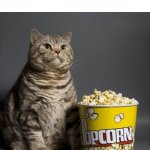 Cat eating popcorn | ME READING CRINGE ARGUMENTS ON IMGFLIP: | image tagged in cat eating popcorn,memes,funny,funny memes,argument,imgflip | made w/ Imgflip meme maker