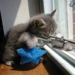 Cat with Sniper