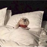 Dog Sleeping in bed