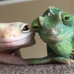 Smiling Lizard Couple meme