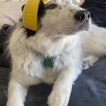 Fruit hat dog