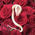 Rose Snake meme