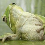 Frog Full Belly