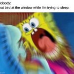 birb | That bird at the window while I'm trying to sleep:; Nobody: | image tagged in triggered screaming spongebob | made w/ Imgflip meme maker