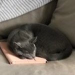 Sleeping Kitty on Tablet