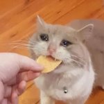 Sad cat eating chip