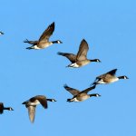 Flying Canadian Geese