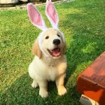 dog bunny